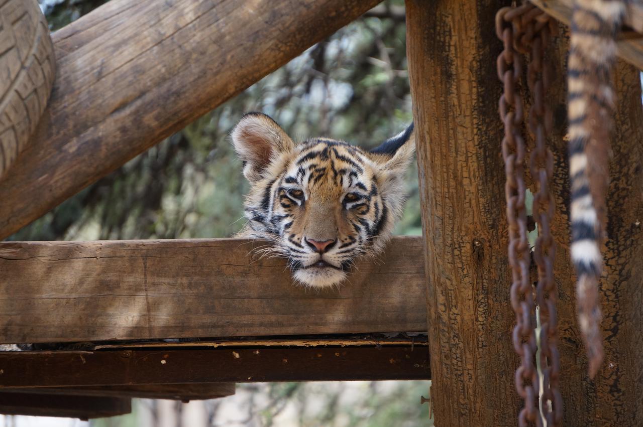Boskoppie Lion & Tiger Reserve Kroonstad Bagian luar foto