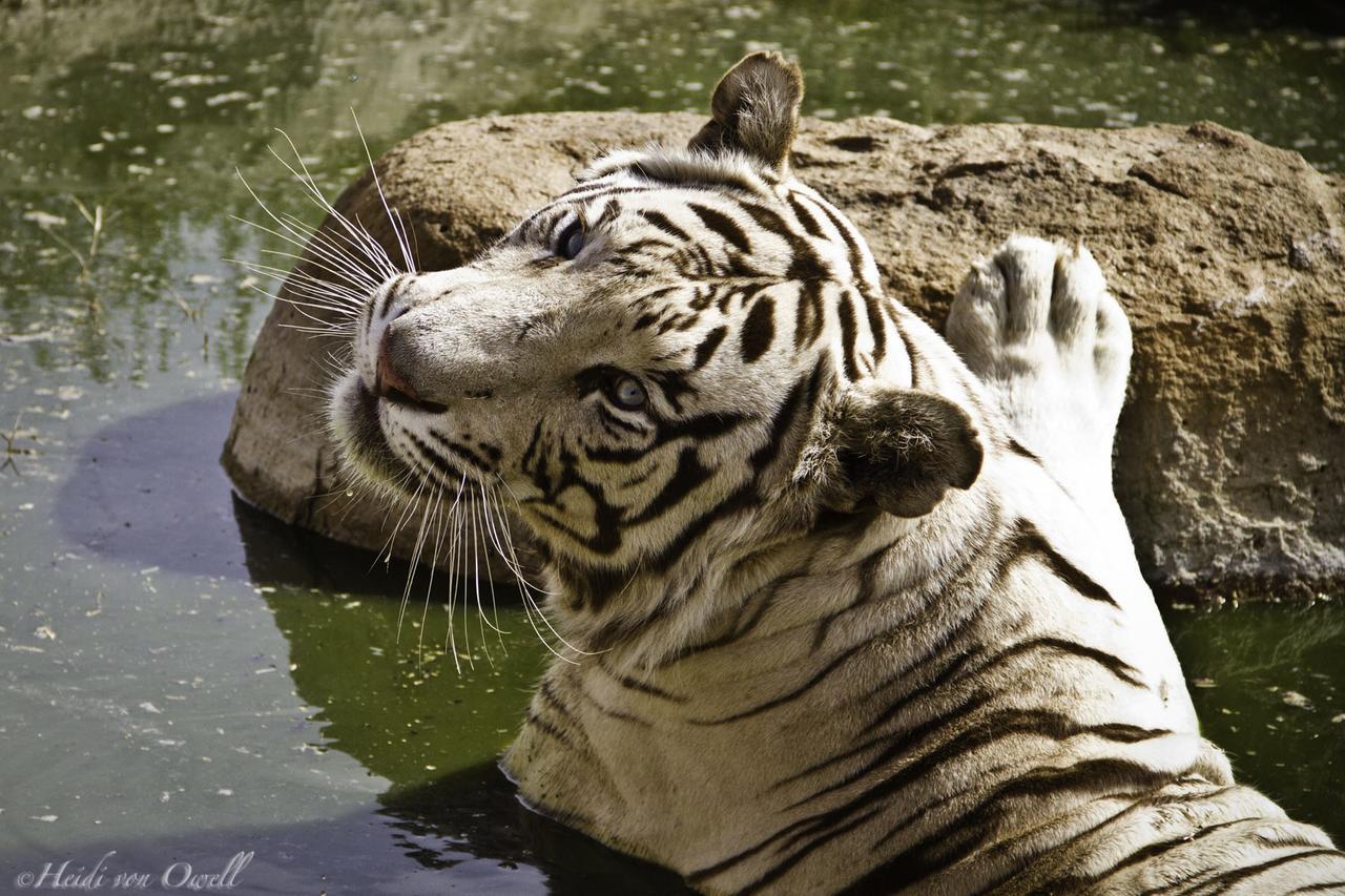 Boskoppie Lion & Tiger Reserve Kroonstad Bagian luar foto