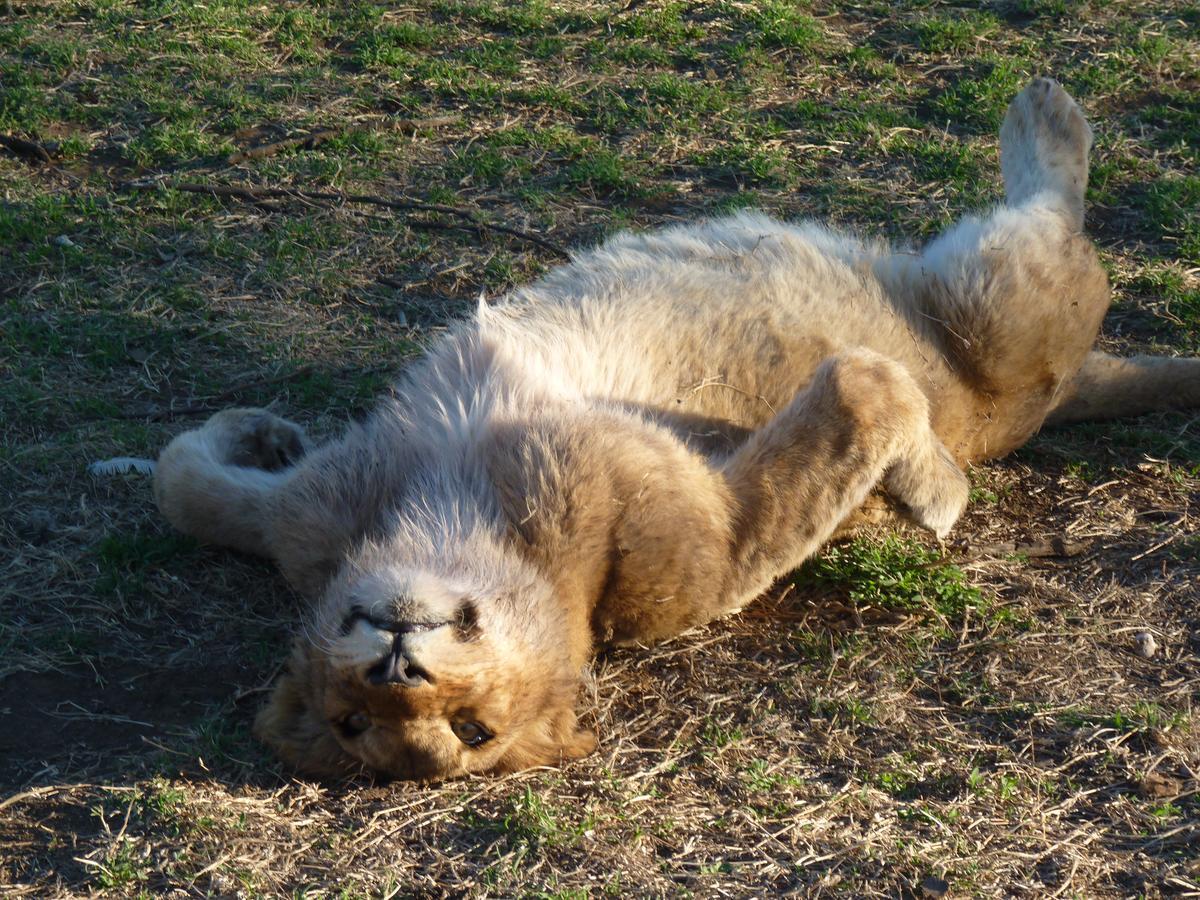 Boskoppie Lion & Tiger Reserve Kroonstad Bagian luar foto