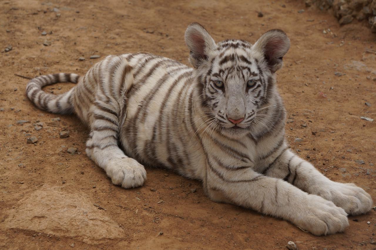 Boskoppie Lion & Tiger Reserve Kroonstad Bagian luar foto