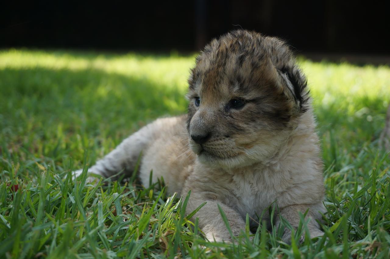 Boskoppie Lion & Tiger Reserve Kroonstad Bagian luar foto