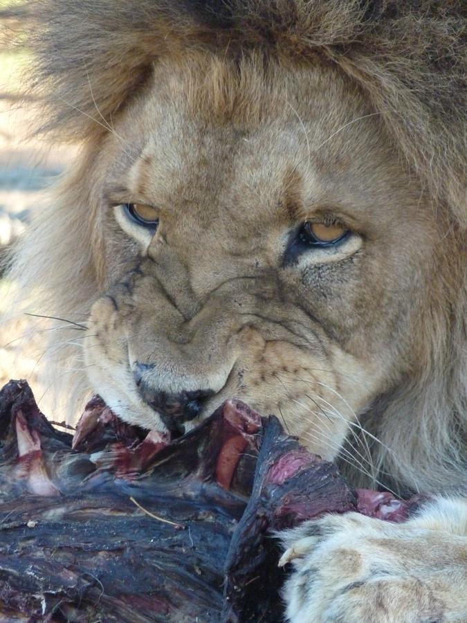 Boskoppie Lion & Tiger Reserve Kroonstad Bagian luar foto