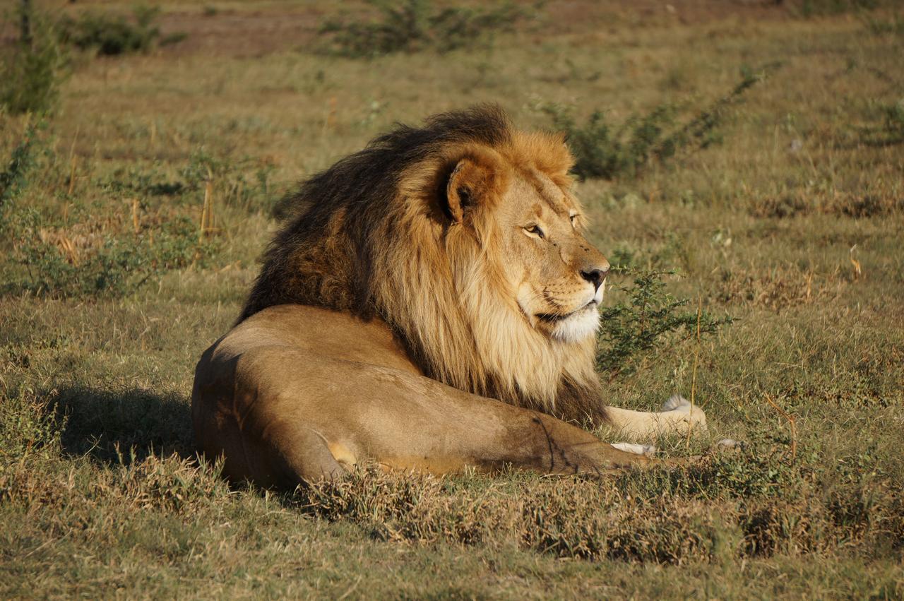 Boskoppie Lion & Tiger Reserve Kroonstad Bagian luar foto