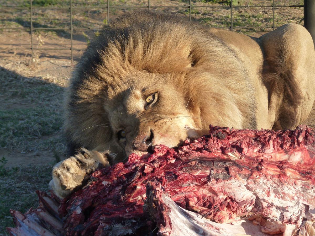 Boskoppie Lion & Tiger Reserve Kroonstad Bagian luar foto